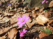 55 Hepatica nobilis 